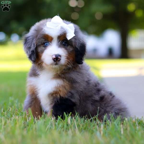London, Mini Bernedoodle Puppy